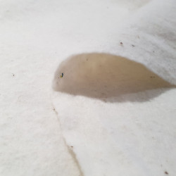 Guata Acolchar Algodón Natural 280cm