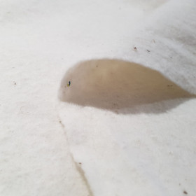 Guata Acolchar Algodón Natural 280cm