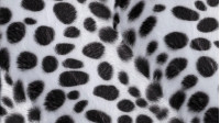 Tela Pelo Mutón Dálmata - Tejido de pelo corto tipo mutón con dibujo estampado de pintas negras imitando a la de un perro dálmata. La tela mide 150cm de ancho y su composición 100% poliester.